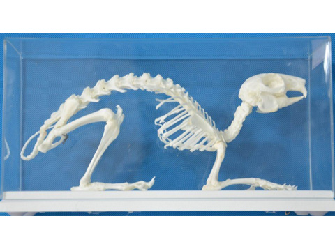 兔骨骼标本