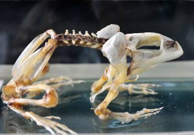 蛙骨骼标本