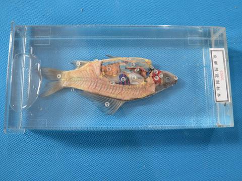 鱼解剖浸制标本