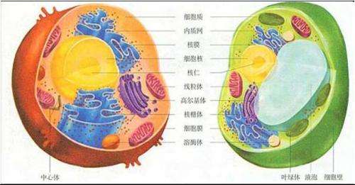 中学生物显微图谱