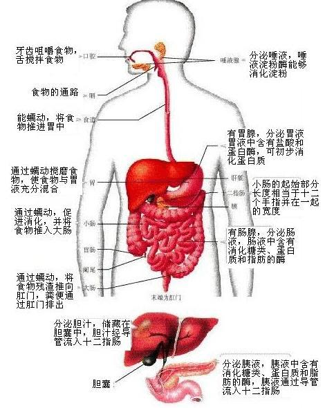 生物圈中的人