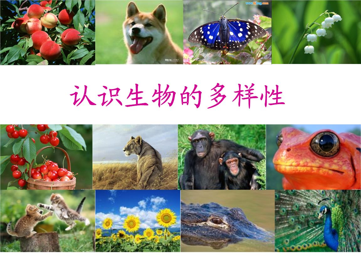 生物多样性