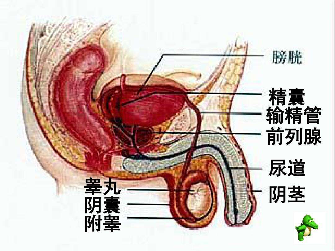 生物的生殖